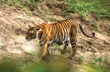 India’s tiger population in 2022 was 3,167, reveals latest census data